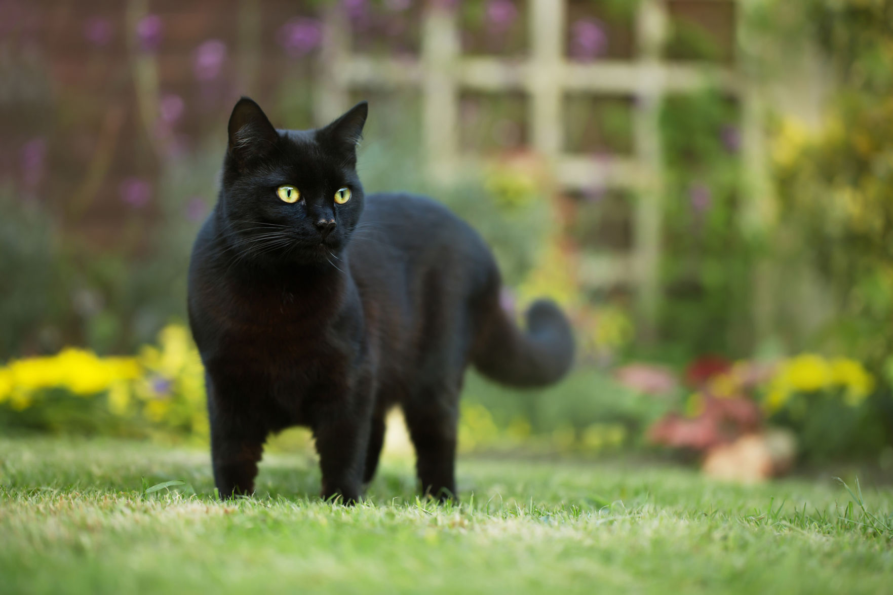 Black cats